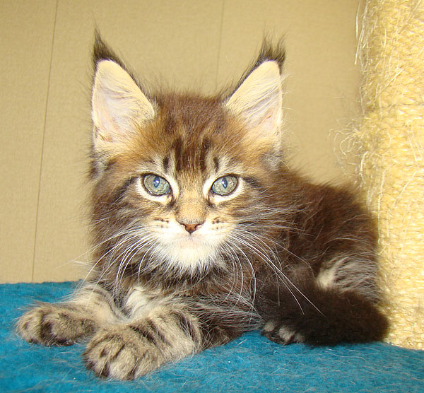  - Catsvill County,    ,   ,   ,   ,    ,   ,   ,  ,  ,   ,   ,   ,   ,   ,   ,  -,  -,  ,kittens maine coon, maine coon cattery, cats, cat,breed, kittens,     ,   ,    